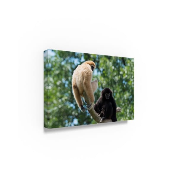 Robert Michaud 'Black And White Gibbon' Canvas Art,30x47